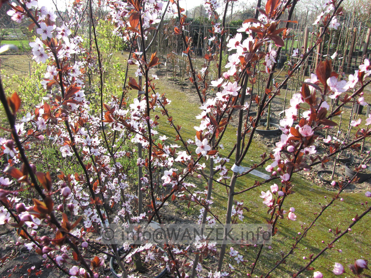 Prunus cerasifera Nigra 02 Blueten.JPG